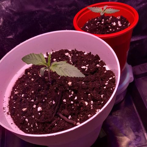 Green Poison F1 growlog timeline photo