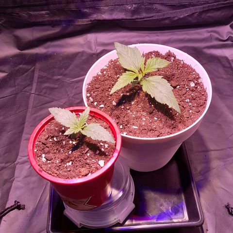 Green Poison F1 growlog timeline photo