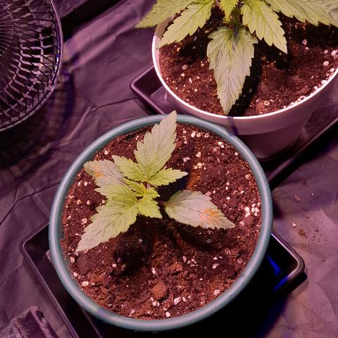 Green Poison F1 growlog timeline photo