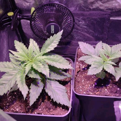 Green Poison F1 growlog timeline photo
