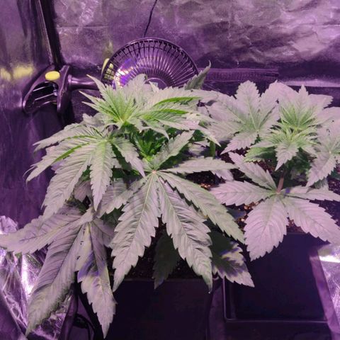 Green Poison F1 growlog timeline photo