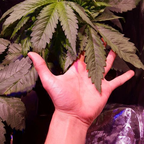 Green Poison F1 growlog timeline photo