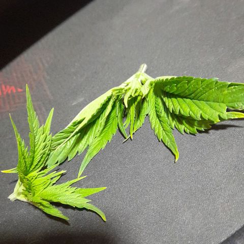 Green Poison F1 growlog timeline photo