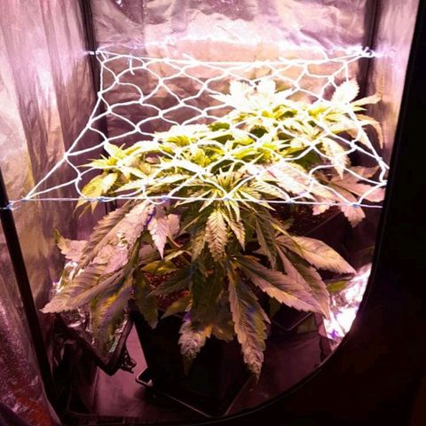 Green Poison F1 growlog timeline photo