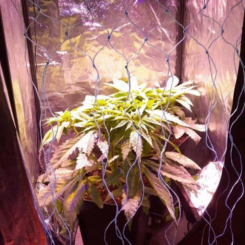 Green Poison F1 growlog timeline photo