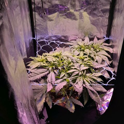 Green Poison F1 growlog timeline photo