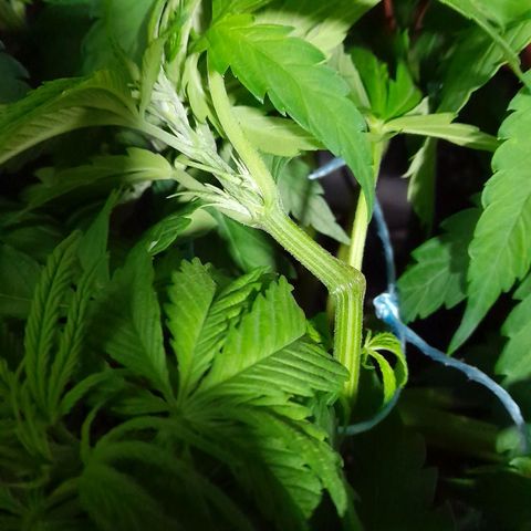 Green Poison F1 growlog timeline photo
