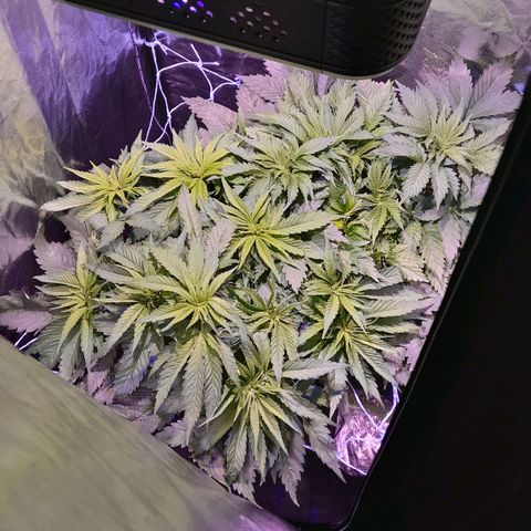 Green Poison F1 growlog timeline photo