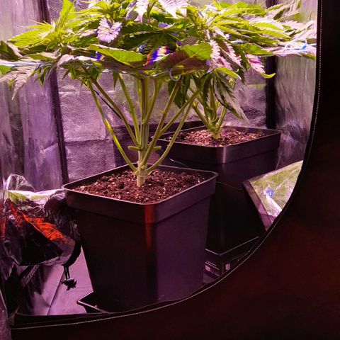 Green Poison F1 growlog timeline photo