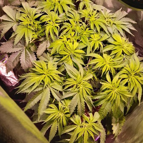 Green Poison F1 growlog photo: defoliacion