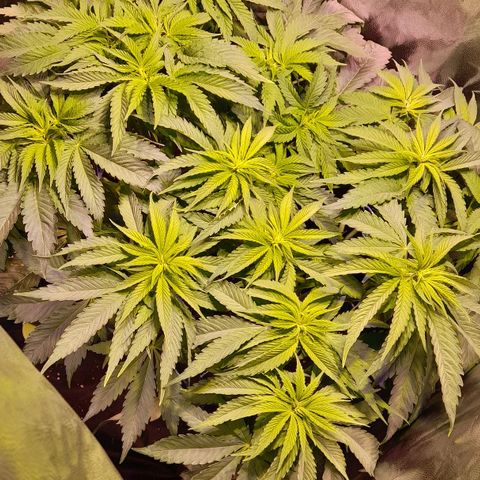 Green Poison F1 growlog timeline photo