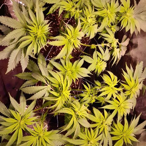 Green Poison F1 growlog timeline photo