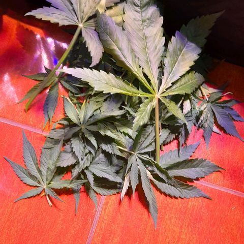 Green Poison F1 growlog timeline photo