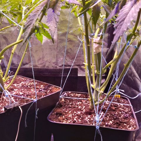 Green Poison F1 growlog timeline photo