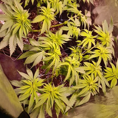 Green Poison F1 growlog timeline photo