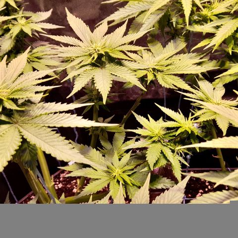 Green Poison F1 growlog timeline photo