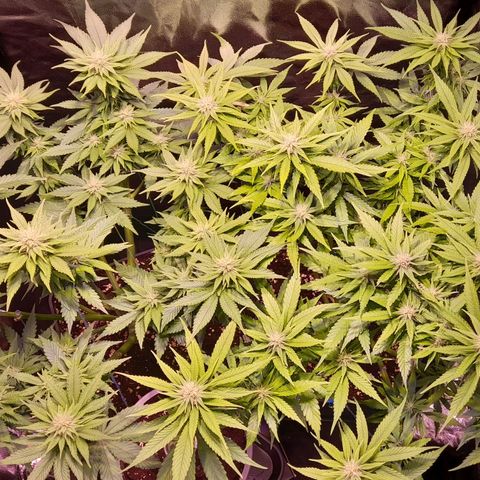 Green Poison F1 growlog timeline photo