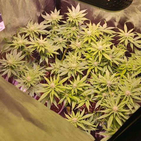 Green Poison F1 growlog timeline photo