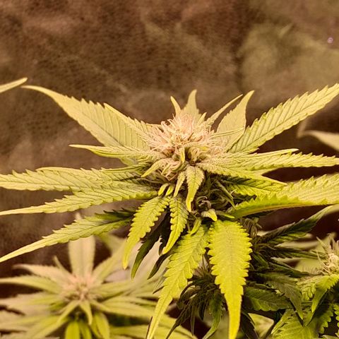 Green Poison F1 growlog timeline photo