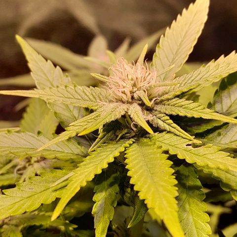 Green Poison F1 growlog timeline photo