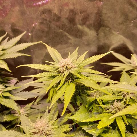 Green Poison F1 growlog timeline photo
