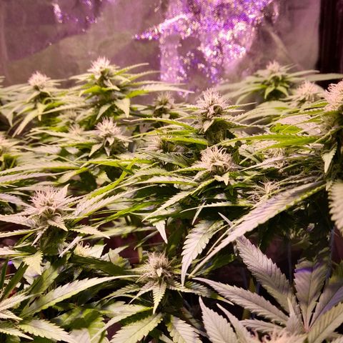 Green Poison F1 growlog timeline photo