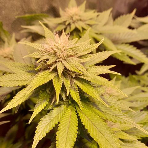 Green Poison F1 growlog timeline photo