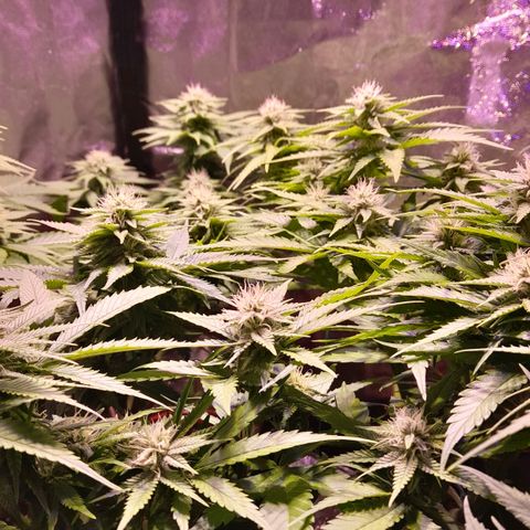 Green Poison F1 growlog timeline photo
