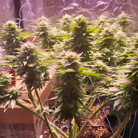 Green Poison F1 growlog timeline photo