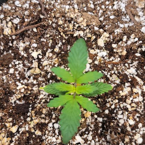 Creme De La Chem growlog timeline photo