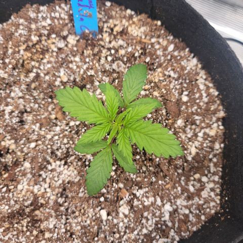 Creme De La Chem growlog timeline photo