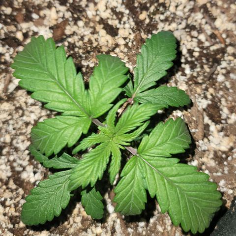 Creme De La Chem growlog timeline photo