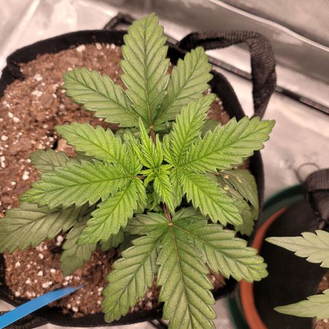 Creme De La Chem growlog timeline photo
