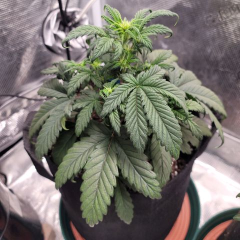 Creme De La Chem growlog timeline photo