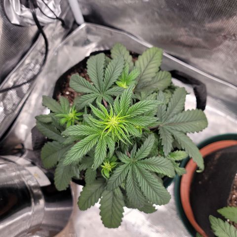Creme De La Chem growlog timeline photo