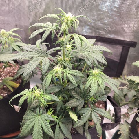 Creme De La Chem growlog timeline photo
