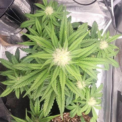 Creme De La Chem growlog timeline photo