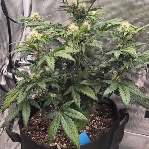 Creme De La Chem growlog photo: Q6 inches