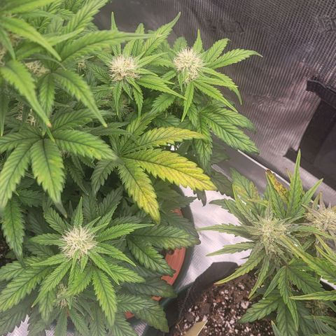 Creme De La Chem growlog timeline photo