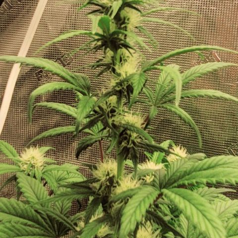 Creme De La Chem growlog timeline photo