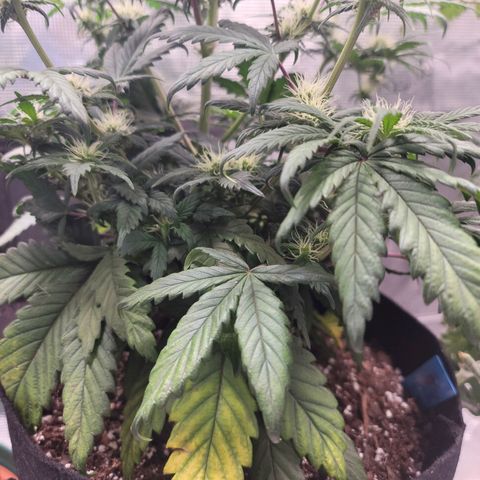 Creme De La Chem growlog timeline photo
