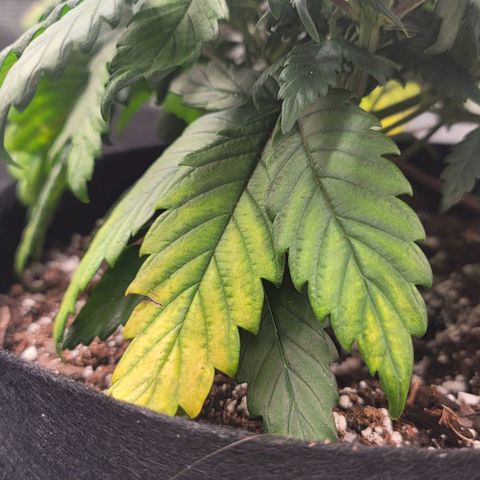 Creme De La Chem growlog timeline photo