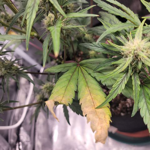 Creme De La Chem growlog timeline photo