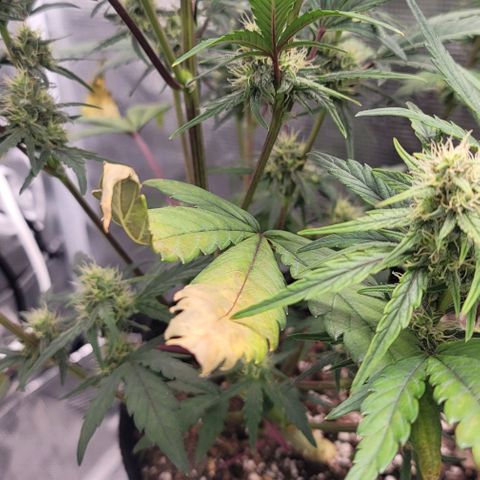 Creme De La Chem growlog timeline photo