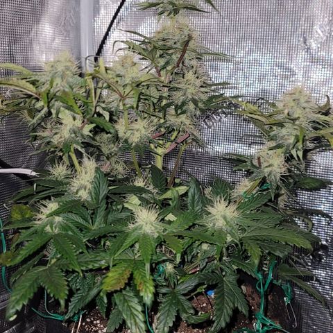 Creme De La Chem growlog timeline photo