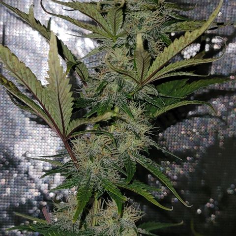 Creme De La Chem growlog timeline photo