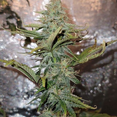 Creme De La Chem growlog timeline photo