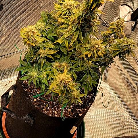 Creme De La Chem growlog timeline photo