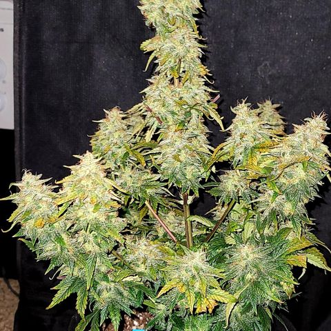 Creme De La Chem growlog timeline photo