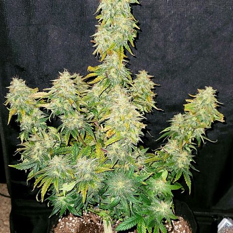 Creme De La Chem growlog timeline photo